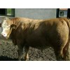 肉牛飼料