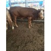 2017年肉牛價格