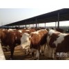 汕尾肉牛養(yǎng)殖西門塔爾牛犢價(jià)格