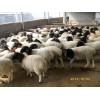 長(zhǎng)治肉牛養(yǎng)殖西門(mén)塔爾牛犢價(jià)格