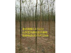 山東2公分國(guó)槐小苗價(jià)格3公分原生國(guó)槐多少錢