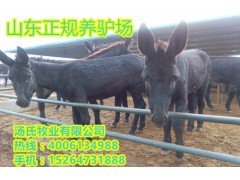 3月份小肉驢苗的價(jià)格、一頭德州小種驢駒多少錢