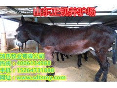 河北小肉驢苗價格、一頭小母驢駒多少錢、毛驢仔價格