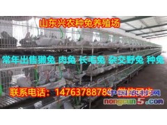 新西蘭種兔的價(jià)格多少錢一只
