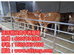 小黃牛價(jià)格、小肉牛犢價(jià)格、西門(mén)塔爾種牛苗多少錢(qián)