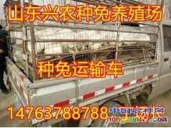 新西蘭種兔價(jià)格是多少