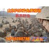廣州種兔價格多少錢一只