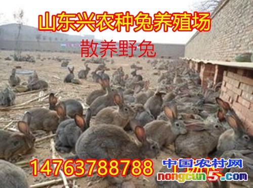 鷹潭貴溪市塞北兔聯(lián)系方式