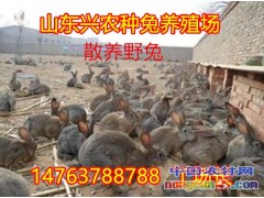 肉兔新西蘭種兔求購(gòu)信息