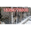 山東省青島市狼青犬幼崽