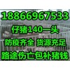江西三元仔豬價格銷售價格內(nèi)蒙古遼寧新鄭苗豬仔豬2018年價格