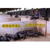 黑猪养殖场珠海香猪猪苗多少钱一头