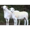 波尔山羊收购多钱一斤波尔山羊价格目前价格