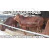 肉牛肉牛價(jià)格魯西黃牛西門塔爾牛國(guó)家級(jí)重點(diǎn)肉牛養(yǎng)殖場(chǎng)