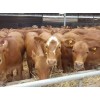 養(yǎng)殖肉牛什么品種好