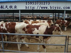 桂林黃牛養(yǎng)殖場