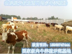 南寧肉牛養(yǎng)殖場