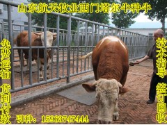 廣東黃牛養(yǎng)殖場