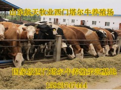 廣州黃牛養(yǎng)殖場(chǎng)