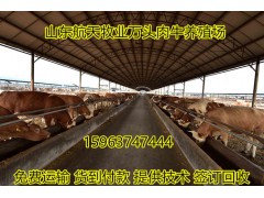 紅河肉牛養(yǎng)殖場(chǎng)