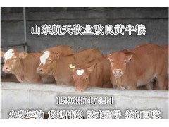 紅河黃牛養(yǎng)殖場