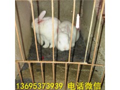湖南新西蘭兔養(yǎng)殖場(chǎng)獺兔養(yǎng)殖技術(shù)