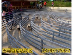 孝感黑豬批發(fā)價格而