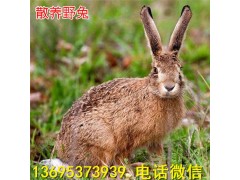 桂林公羊兔養(yǎng)殖場(chǎng)獺兔養(yǎng)殖技術(shù)