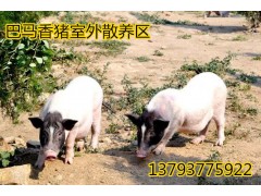 南寧藏香豬活體供應(yīng)商