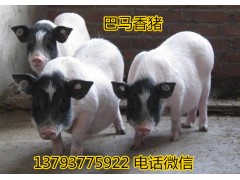 廣西黑豬批發(fā)價(jià)格而