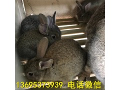 孝感野兔養(yǎng)殖場比利時肉兔現(xiàn)貨價格