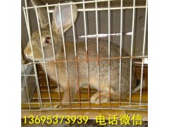 桂林獺兔養(yǎng)殖場新西蘭幼兔市場批發(fā)價格