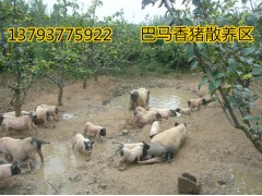 桂林藏香豬廠家直銷