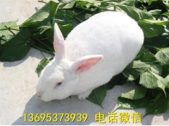 湖北公羊兔養(yǎng)殖場野兔養(yǎng)殖成本