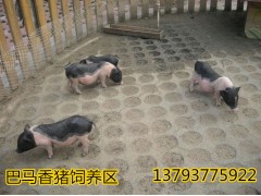 湖南藏香豬活體供應商