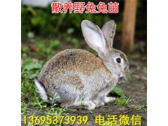 南寧公羊兔養(yǎng)殖場獺兔養(yǎng)殖技術(shù)