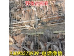 湖北比利時(shí)肉兔養(yǎng)殖場(chǎng)公羊兔養(yǎng)殖效益投資