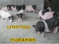 紅河藏香豬廠家直銷