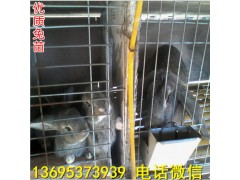 邵陽野兔養(yǎng)殖場新西蘭幼兔市場批發(fā)價格