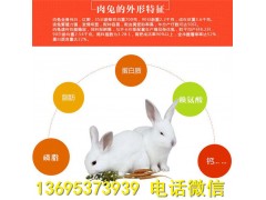 廣西野兔養(yǎng)殖場野兔養(yǎng)殖成本