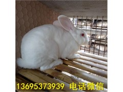 湖北新西蘭兔養(yǎng)殖場獺兔養(yǎng)殖技術(shù)