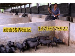 紅河藏香豬價格
