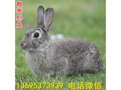 云南新西蘭兔養(yǎng)殖場公羊兔養(yǎng)殖效益投資
