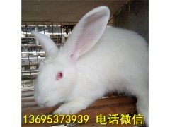 湖南公羊兔養(yǎng)殖場(chǎng)比利時(shí)肉兔現(xiàn)貨價(jià)格