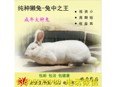 桂林公羊兔養(yǎng)殖場公羊兔養(yǎng)殖效益投資