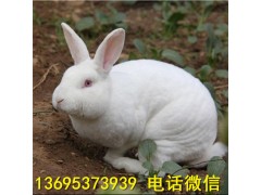 廣西獺兔養(yǎng)殖場比利時肉兔現(xiàn)貨價格