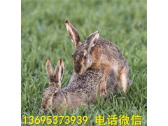 湖北獺兔養(yǎng)殖場(chǎng)公羊兔養(yǎng)殖效益投資