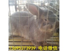 云南比利時(shí)肉兔養(yǎng)殖場獺兔養(yǎng)殖技術(shù)