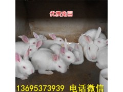 南寧獺兔養(yǎng)殖場野兔養(yǎng)殖成本
