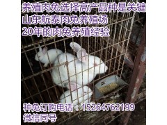 肉兔(獺兔)養(yǎng)殖前景效益和養(yǎng)殖技術(shù)